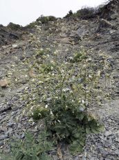 Crambe-koktebelica_цветение